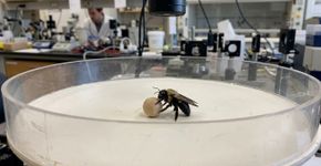 Abelhas desviaram do caminho da comida para rolar pequenas bolas de madeira: um experimento com 45 indivíduos encontrou sinais de brincadeira em insetos, mesmo sem recompensa alimentar