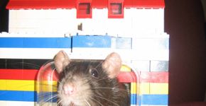 10 utilidades para casa usando lego