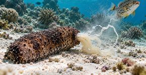 O animal que coloca os próprios órgãos para fora quando é ameaçado e depois consegue fazê-los crescer novamente