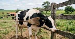 Uma vaca coça as costas com uma vassoura e prova que estamos errados há mais de 10.000 anos