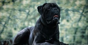 7 raças de cachorro grandes e pretas 
