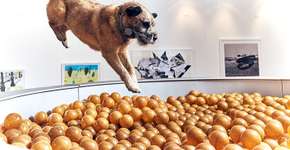 Exposição de arte para cachorros é inaugurada na Inglaterra
