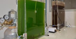 Pesquisa identifica microalgas que geram biocombustível
