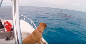 Pura diversão: vídeo mostra cadela nadando com golfinhos em alto-mar