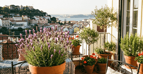 A planta perfeita para varandas de apartamento: floresce o ano todo e não atrai insetos