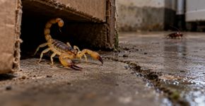 Encontrar um escorpião em casa pode indicar que o ambiente também oferece condições para outros aparecerem