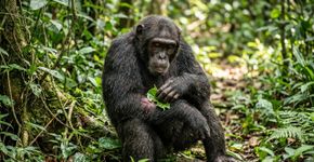Chimpanzés aplicam plantas medicinais em seus ferimentos… e também ajudar os outros