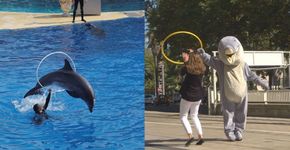 Em sátira ao SeaWorld, ativistas tratam humanos como animais enjaulados