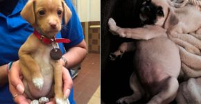 15 imagens de cãezinhos mostrando suas barrigas que irão derreter o seu coração