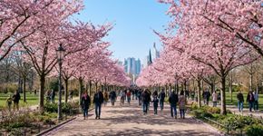 No verão, é um dos grandes refúgios verdes da Zona Leste, e no inverno, vira um lugar famoso pelas flores cor-de-rosa: Um parque paulistano onde florescem mais de 4 mil cerejeiras