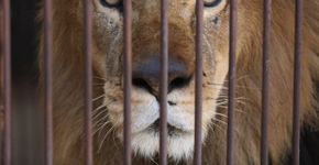 Trinta e três leões são salvos da exploração em circos no maior resgate aéreo já visto