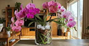 Como salvar a orquídea com o uso estratégico de gelo para evitar que a raiz apodreça
