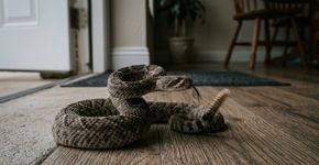 Especialistas orientam fechar as portas e janelas com força, porque cada vez mais cobras entram escondidas nas casas