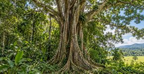 Em 1997, 12 mil toneladas de cascas de laranja foram descartadas em uma área degradada e, 16 anos depois, pesquisadores encontraram uma floresta tropical