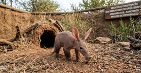Parece ficção científica, mas um tamanduá-dama-mãe com ‘garras de dinossauro, cauda de canguru e orelhas de coelho’ acabou de nascer na Espanha