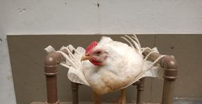 Galinha que teve patas quebradas ganha cadeira de rodas adaptada