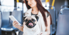 Cachorro pode andar de ônibus? Veja as cidades brasileiras em que isso é possível