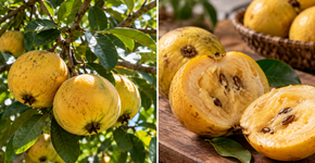 O fruto amazônico que parece simples por fora, mas tem um aroma difícil de confundir