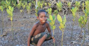 Projeto planta uma árvore a cada vídeo visualizado