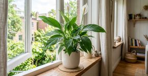 Plantas que crescem sem solo e são perfeitas para quem quer decorar sem se preocupar com terra e vasos