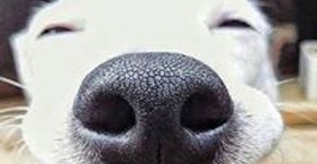 Adoção de Cães e Gatos