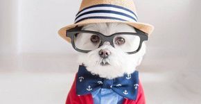 Conheça Toby LittleDude: o cachorro hipster