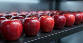 Uma maçã estragada não deve continuar junto das demais: outubro é mês de revisar as frutas armazenadas e retirar rapidamente as que começarem a apodrecer