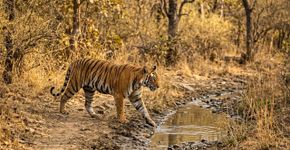 Os reis da selva da Índia: conheça os animais mais impressionantes que dominam um dos ambientes selvagens mais ricos do planeta