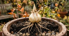O lírio que vai florescer no verão pode começar meses antes dentro de um vaso: o início do outono é uma das melhores épocas para plantar os bulbos e permitir que criem raízes antes do inverno