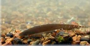Peixes voltam a rio do Espírito Santo, despoluído com eucaliptos
