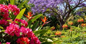 8 flores brasileiras que viraram febre na europa e pouca gente cultiva no Brasil