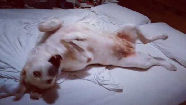 Veja alguns dos cães e gatos que já estão participando do #MostreABarriguinha!