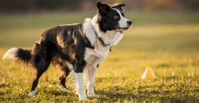 Conheça agora as raças de cães mais inteligentes que aprendem qualquer comando num piscar de olhos