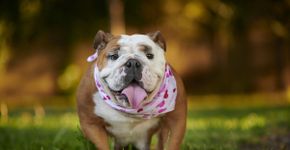 Cachorros britânicos: 7 raças originais do Reino Unido