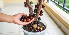 5 árvores anãs que carregam de fruta e cabem até em uma varanda pequena sem rachar o piso