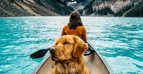 Cachorro acompanha seu dono em viagens para locais paradisíacos