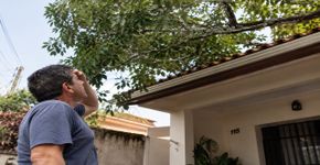 Morador passou meses reclamando dos galhos que avançavam sobre seu telhado, resolveu podar apenas o que entrava no próprio terreno e recebeu uma visita furiosa do dono da árvore poucas horas depois