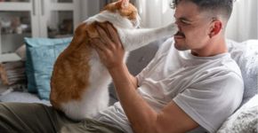Estudo confirma: gatos preferem uma pessoa na casa