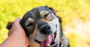 Foto: (Nataba/ istock)