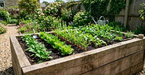 Essas 6 plantas não têm lugar no canteiro elevado
