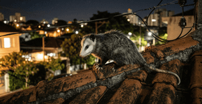 Por que um pouco de óleo de hortelã nas frestas do forro impede que os gambás busquem abrigo e façam ninho no telhado da sua residência