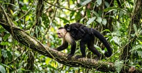Jovens macacos começaram a “sequestrar” filhotes de outra espécie e o comportamento se espalhou pelo grupo como uma espécie de moda