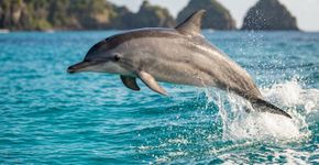 Ao amanhecer, grupos de golfinhos-rotadores entram em uma baía de Fernando de Noronha para descansar, mas ninguém pode descer até suas águas: o parque nacional marinho onde visitantes observam os animais do alto de um mirante.