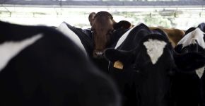 Empresa investe milhões para ter leite de ‘vacas felizes’
