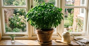 Como os tailandeses cultivam manjericão para que ele tenha folhas abundantes, cresça rápido e possa ser consumido o ano todo. Técnicas simples mesmo em espaço limitado