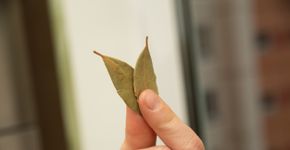 Foto: (Aksakalko/istock)