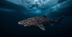 Uma câmera subaquática registrou um tubarão no Oceano Antártico pela que deve ser a primeira vez, e o avistamento imprevisto está forçando especialistas a redesenhar uma fronteira gelada