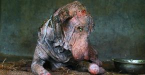 Cachorro é resgatado por ONG e se recupera em 2 meses