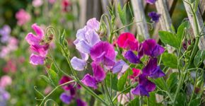Não espere a primavera para começar as ervilhas-de-cheiro: semeadas em setembro sob proteção, elas podem se desenvolver mais cedo e antecipar a floração do próximo verão