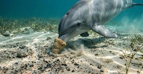 Golfinhos na Austrália Ocidental carregam esponjas do mar em seus bicos enquanto forrageiam pelo fundo do oceano, um comportamento raro de uso de ferramentas transmitido principalmente de mães para filhas, tornando-se uma das poucas culturas animais moldadas tão fortemente pelo gênero